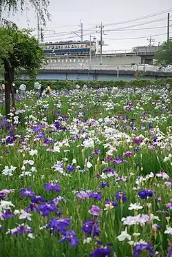 Jardín Suigō Itako Iris y tren Línea Kashima.