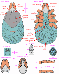 Anatomía general de una garrapata Ixodidae hembra.