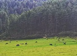 Afueras de Jiri, Nepal 2019