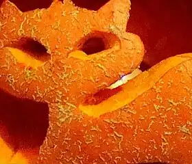 Cucurbita pepo? (C. pepo 'Winter Luxury'?)