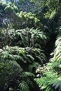 Jardim Botânico do Faial, helechos.