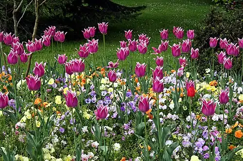 Flores de temporada.