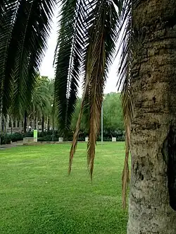 Palmera en explanada