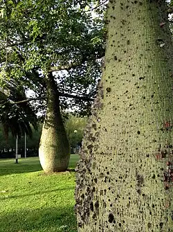 Ceiba insignis (Palo borracho blanco)