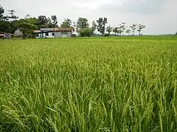 Un campo de arroz en Bulacan, Luzón central.