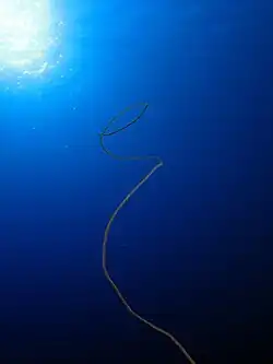 Un coral alambre, probablemente Junceella sp, saliendo de la oscuridad hacia la luz, en Elphinstone, mar Rojo, Egipto