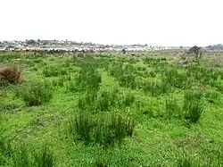 Juquillo, Juncus procesus.