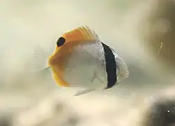 Juvenil de unos 2 cm en Reunión.