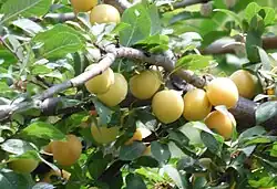 Ciruelas de Iğdır.]]