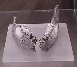 KNM-ER 992. Réplica. Museo Nacional de Ciencias Naturales de Madrid. La dentición y el hueso son más gráciles que la de Australopithecus, especialmente los postcaninos.