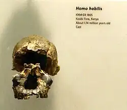 Cráneo con una capacidad de 582 cm³.