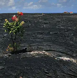Suelo de lava en Hawái