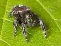 Phidippus audax