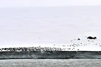 Isla Komsomolets:barriles de petróleo vacíos en el cabo Ártico (isla Komsomolets; 81°15‘N, 95°39‘E).