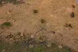 Ganado en la proximidades de Kapoeta.