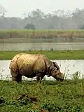 Rinoceronte indio en Kaziranga.