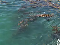 M. pyrifera growing in the Channel Islands