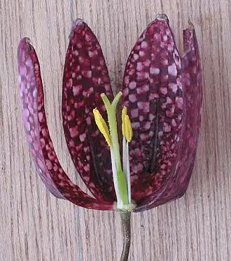 Una Fritillaria (las «ajedrezadas»), dos pétalos y algunos estambres removidos.