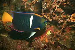 Ejemplar adulto en costa Chiriqui, Panamá.