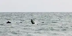 Delfines comúnes del mar Negro junto a un kite-surfer cerca de Sochi