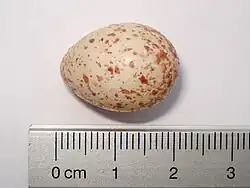 Huevo de dos centímetros de largo, color crema moteado con marrón claro.