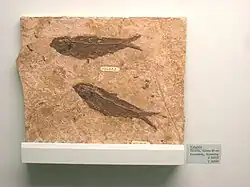 Knightia en el Museo de Historia Natural de Míchigan