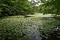 Charca con plantas acuáticas en el bosque municipal, jardín botánico de Kobe.