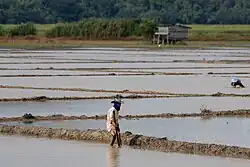 Plantación de arroz en Sabah