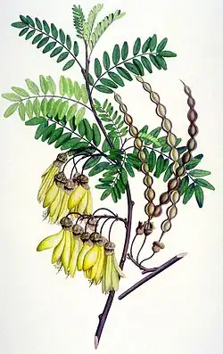 Kōwhai, Sophora tetraptera, obtenida en la bahía de la Pobreza, Nueva Zelanda, octubre 1769. Grabado a color de Gerald Sibelius a partir de dibujos y notas de Sydney Parkinson. Museo de Historia Natural, Londres.
