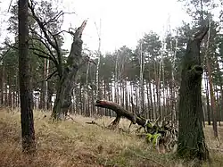 Landkreis Dahme-Spreewald, Brandenburg (Alemania).