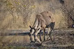 Cudús (Tragelaphus) bebiendo.