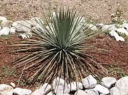 Agave (Agave striata), en Tula de Allende.