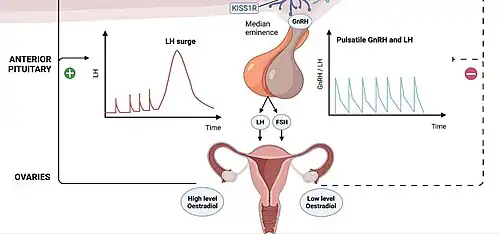 Secreción pulsátil de Hormona LH. Izquierda: Estímulo (+) LH surge= (ola LH gráfico de línea roja). Derecha: Inhibición (–) Pulsatile LH= (LH pulsátil gráfico de línea azul).