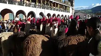 Llamas en la Plaza Mayor
