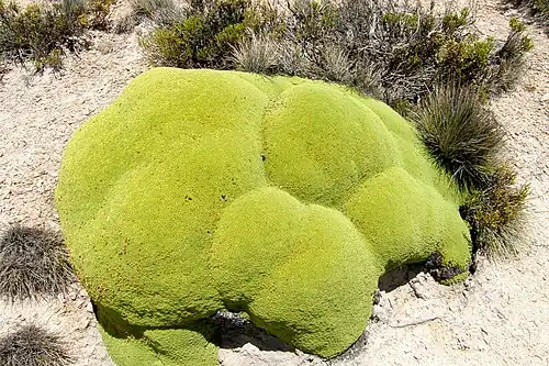 An example of a yareta plant found in Lauca National Park, Chile