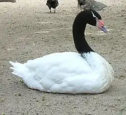 Cygnus melancoryphus, cisne de cuello negro