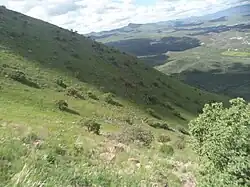 Bosque de robles Quercus chihuahuensis en la ladera noroeste del Cerro.