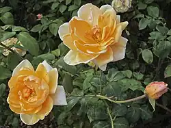 'Lady Huntingfield' flores perfumadas de 10 cm, muy remontantes en un arbusto bajo. Fotografía en el "Werribee Park".