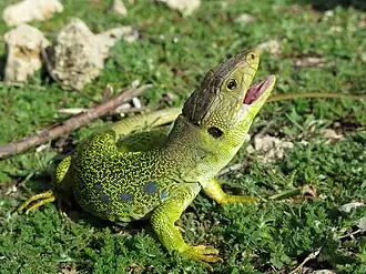 Lagarto ocelado en la Sierra Sur de Jaén