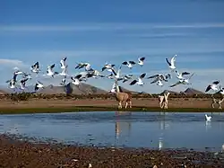 Lagunas estacionales