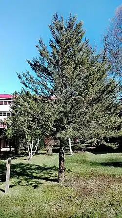 Lahual plantado por C. Donoso