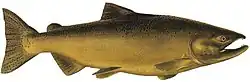 A large, golden-brown fish