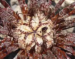 Detalle de la zona apical, tegmen y ano.