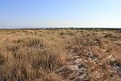 Arenales con barrón (Ammophila arenaria).