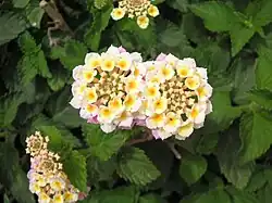 Lantana camara
