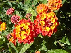 Lantana camara