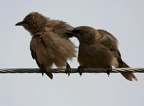 Acicalándose mutuamente en Parli (Maharashtra, India).