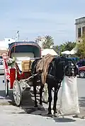 Un caballo con una cebadera, en un carruaje turístico