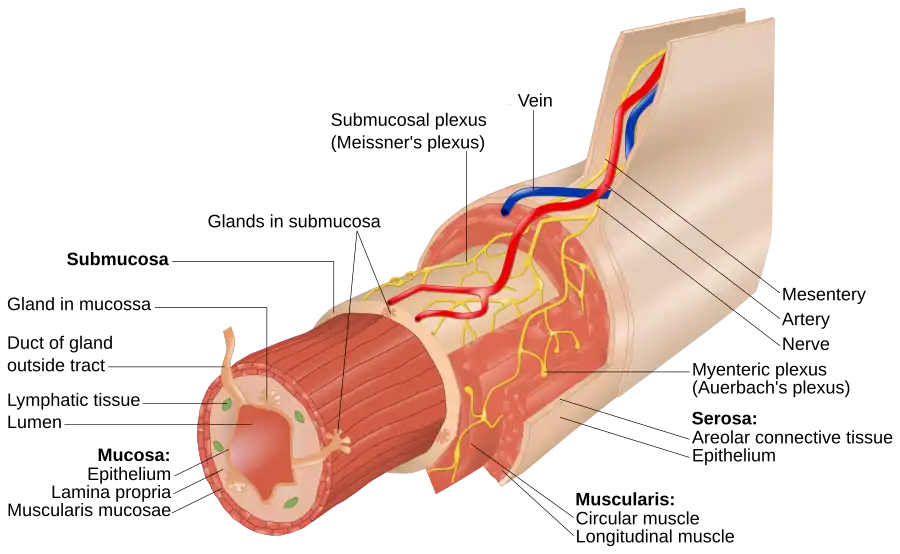 Myenteric p. Auerbach = Plexo muscular (mio-entérico) de Auerbach (en amarillo). Disección por capas del intestino.