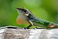 Anolis leachii